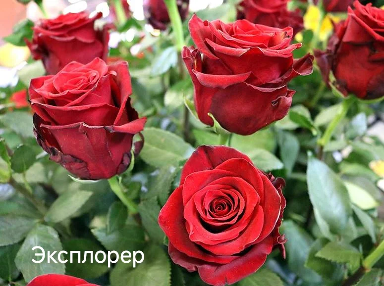 Розы саженцы - миниатюра 20