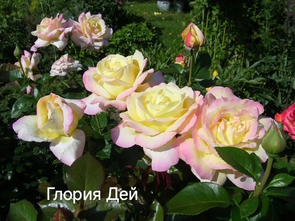 Розы саженцы - миниатюра 21