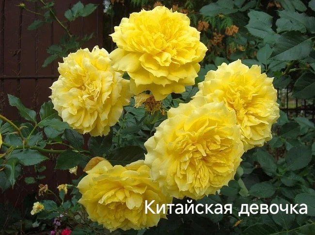 Розы саженцы - миниатюра 23