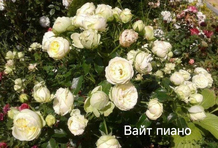 Розы саженцы - миниатюра 25