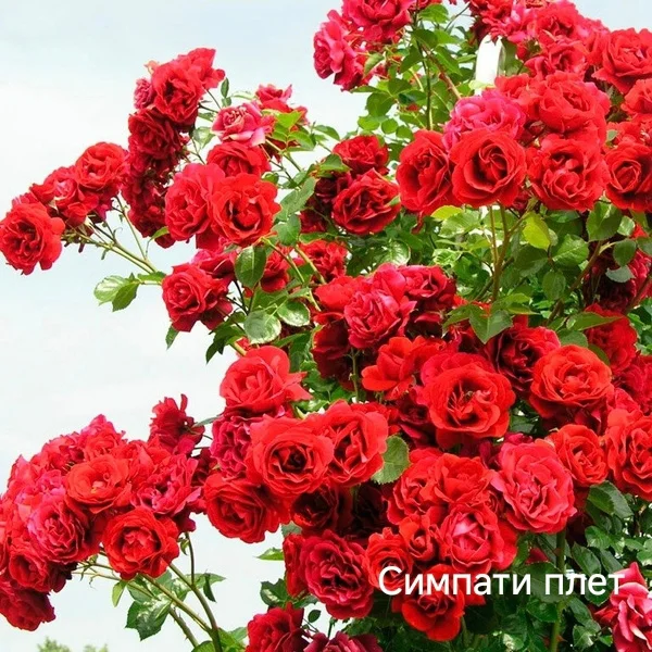 Розы саженцы - миниатюра 26