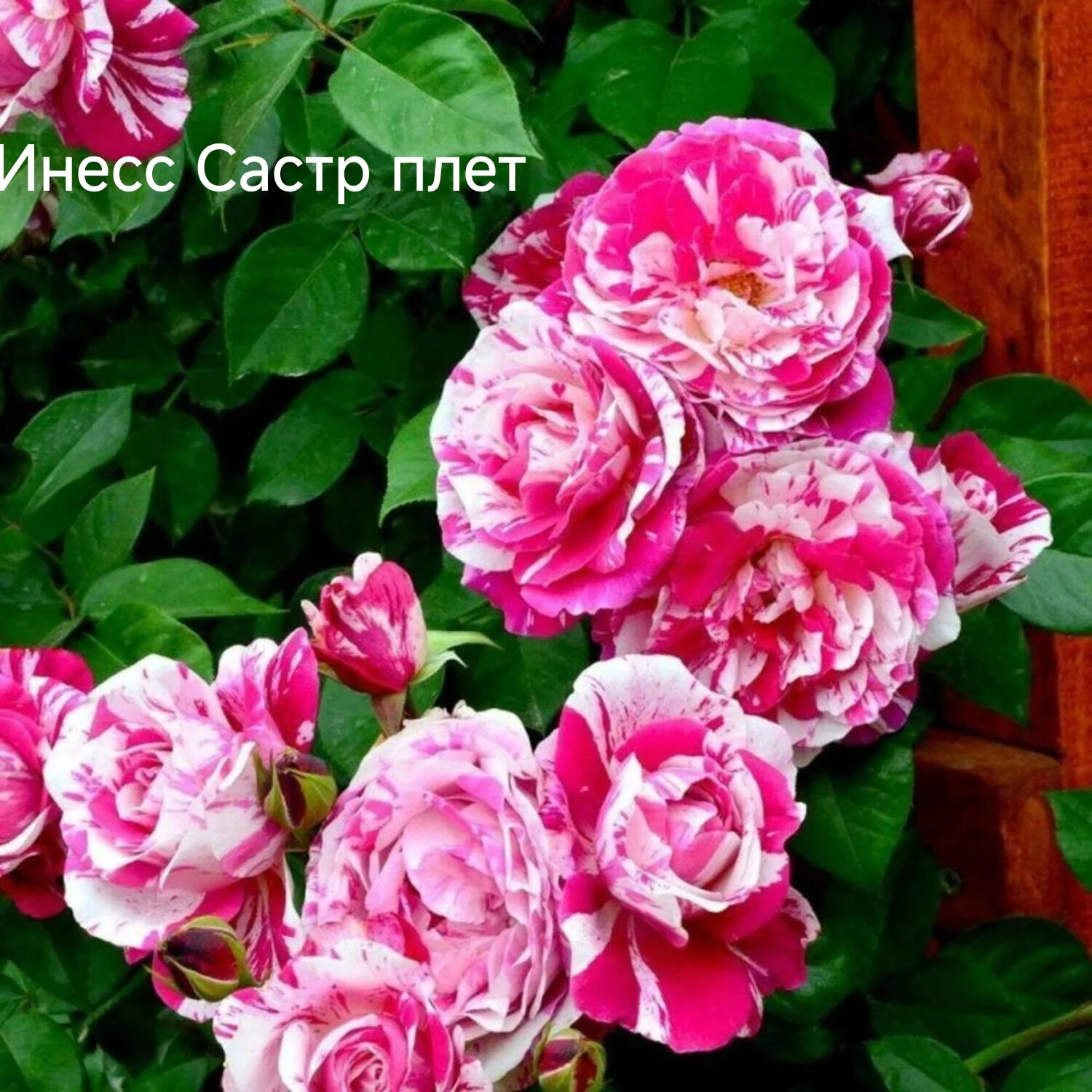 Розы саженцы - миниатюра 27