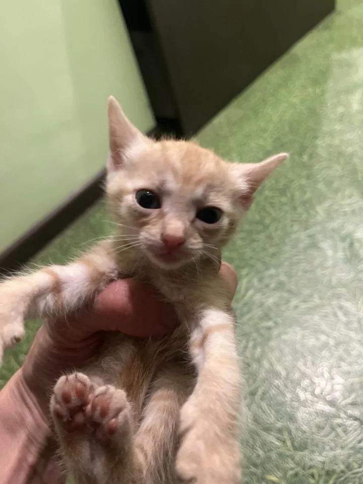 Котята - изображение 1
