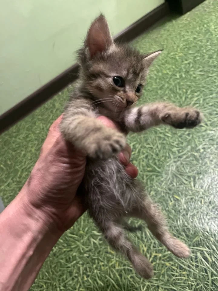 Котята - миниатюра 5