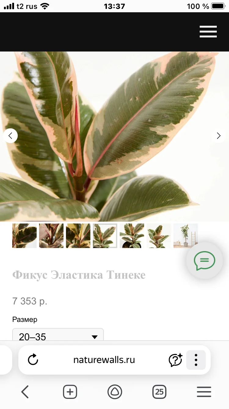 Фикус - миниатюра 5
