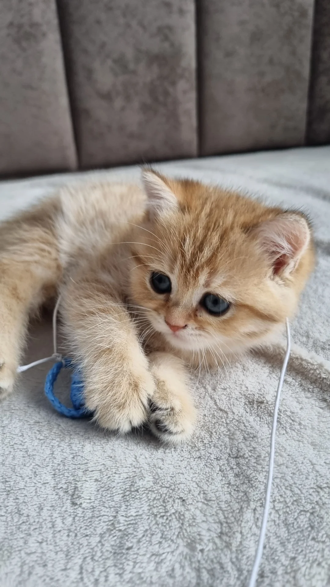 Британский короткошерстный котенок