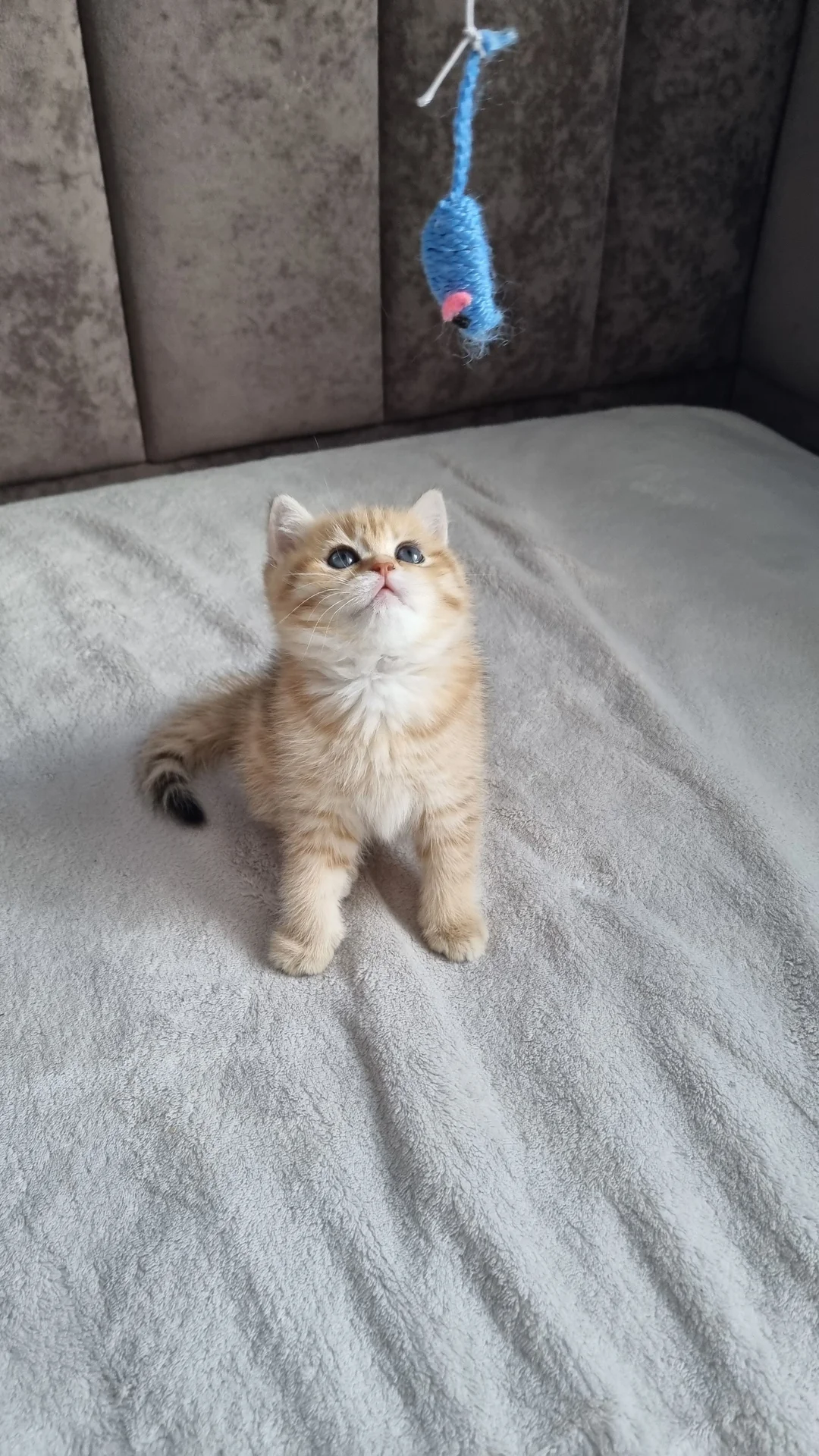 Британский короткошерстный котенок - миниатюра 5