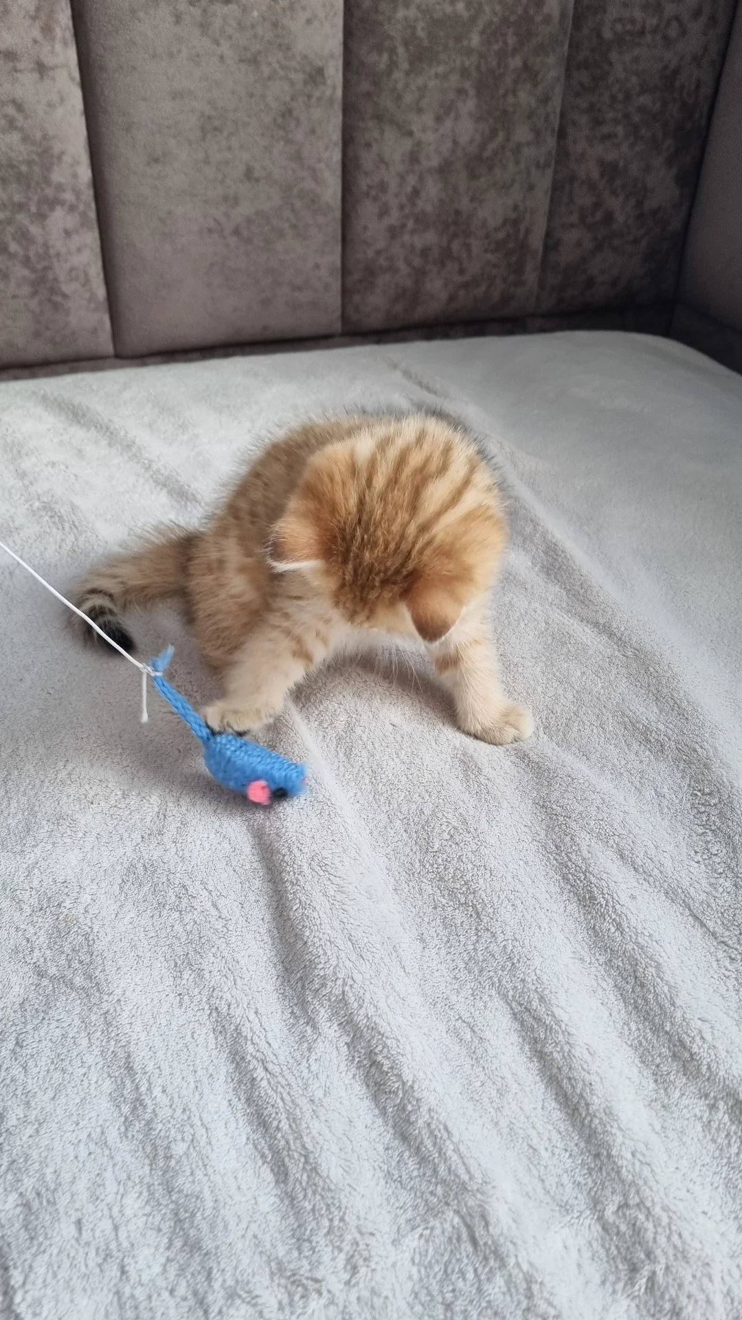 Британский короткошерстный котенок - миниатюра 6
