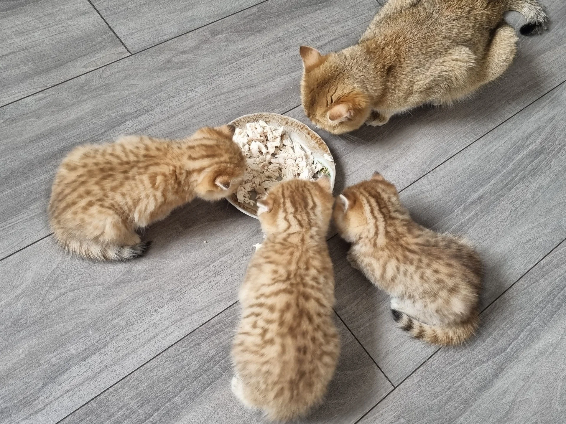 Британский короткошерстный котенок - миниатюра 7