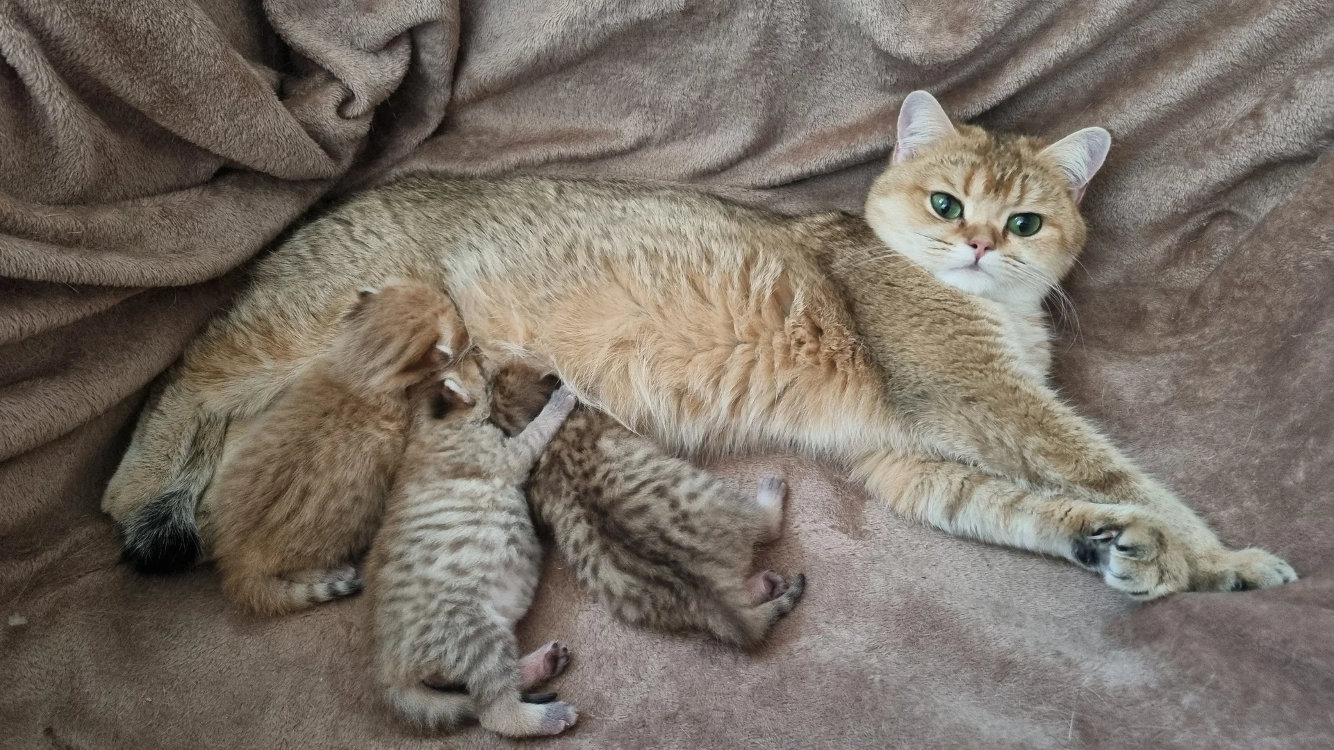 Британский короткошерстный котенок - миниатюра 8