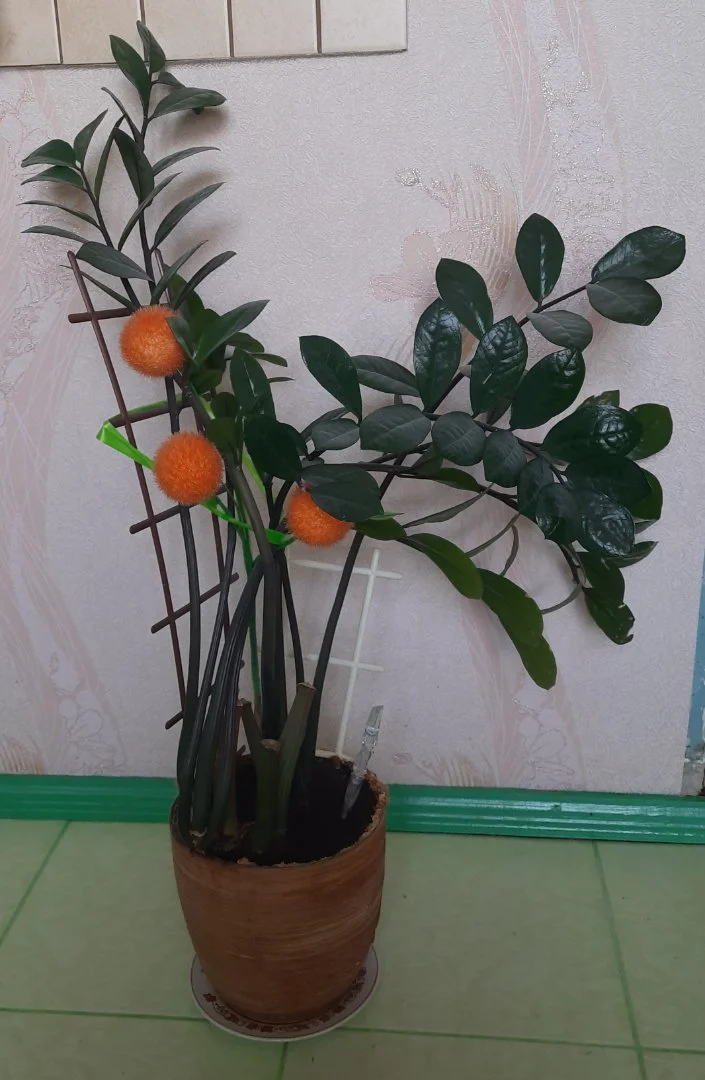 Замиокулькас - изображение 1