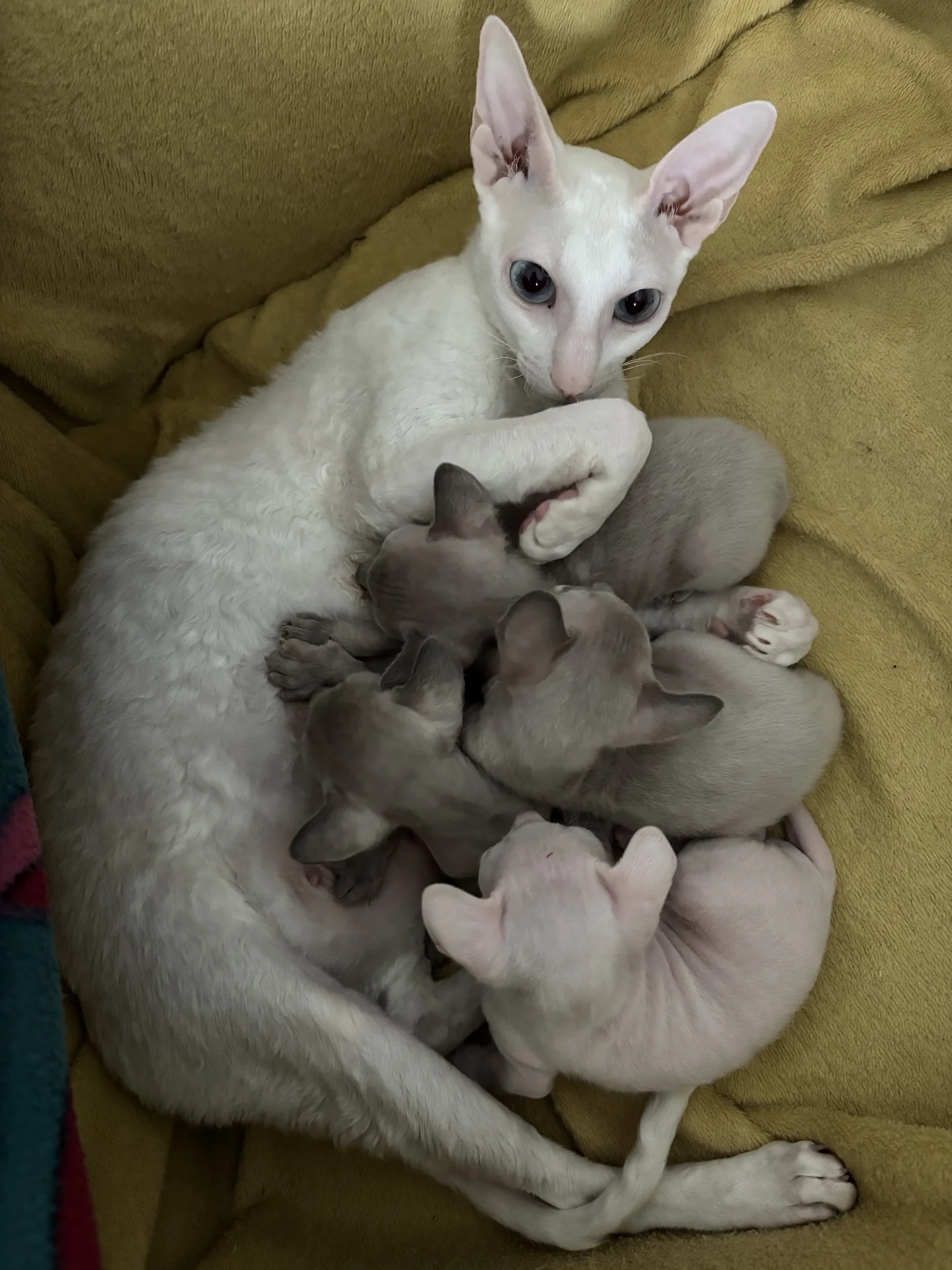 Котята Корниш Рекс - изображение 1