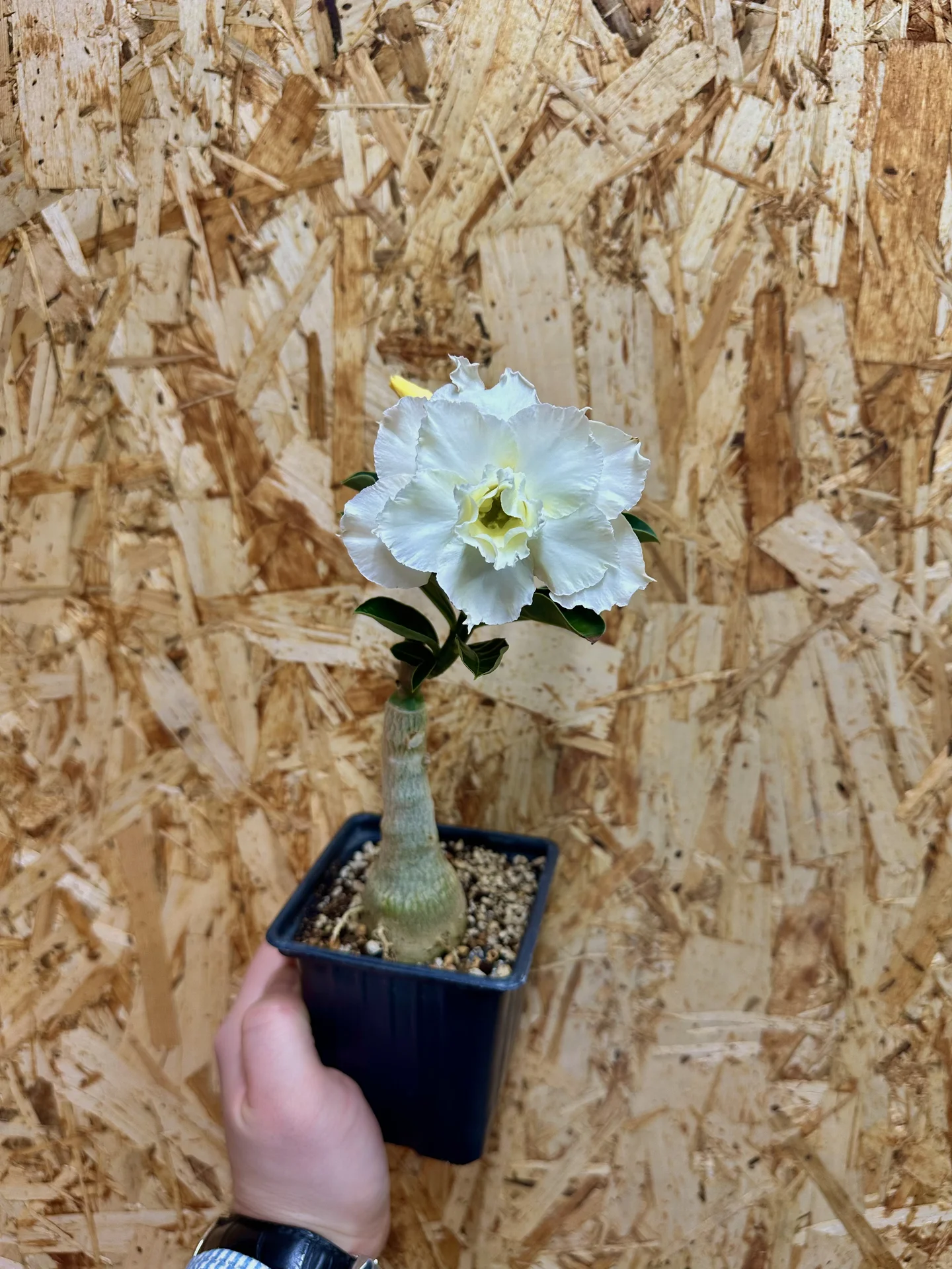 Сортовые прививки Adenium White Dolphin - миниатюра 2