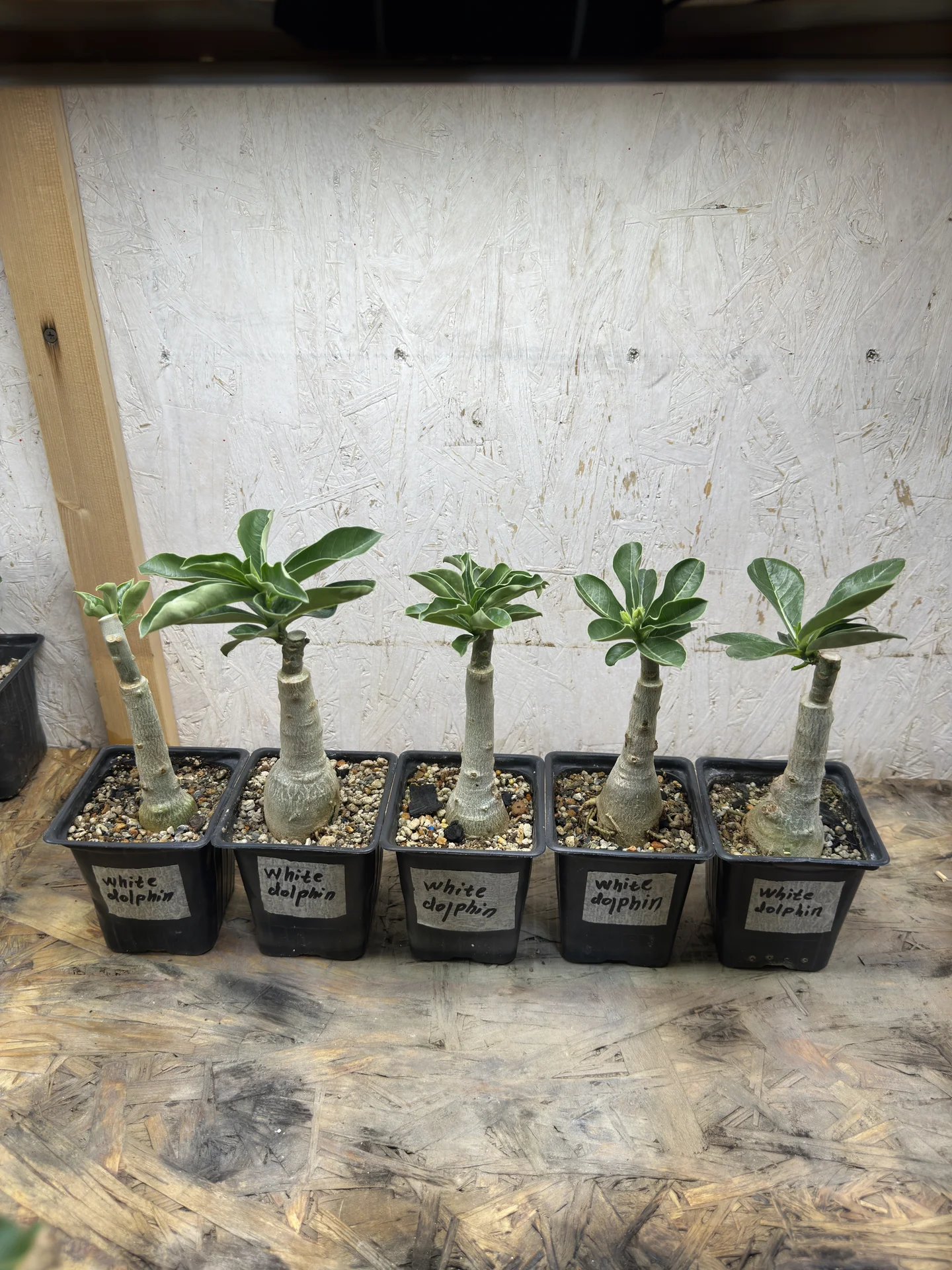 Сортовые прививки Adenium White Dolphin - миниатюра 3