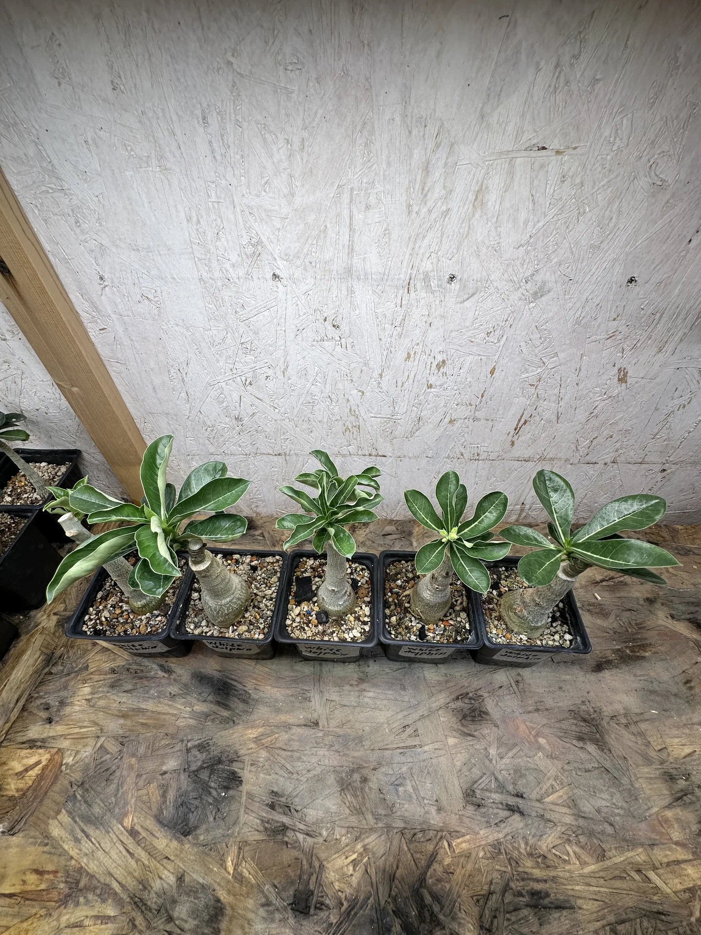 Сортовые прививки Adenium White Dolphin - миниатюра 4