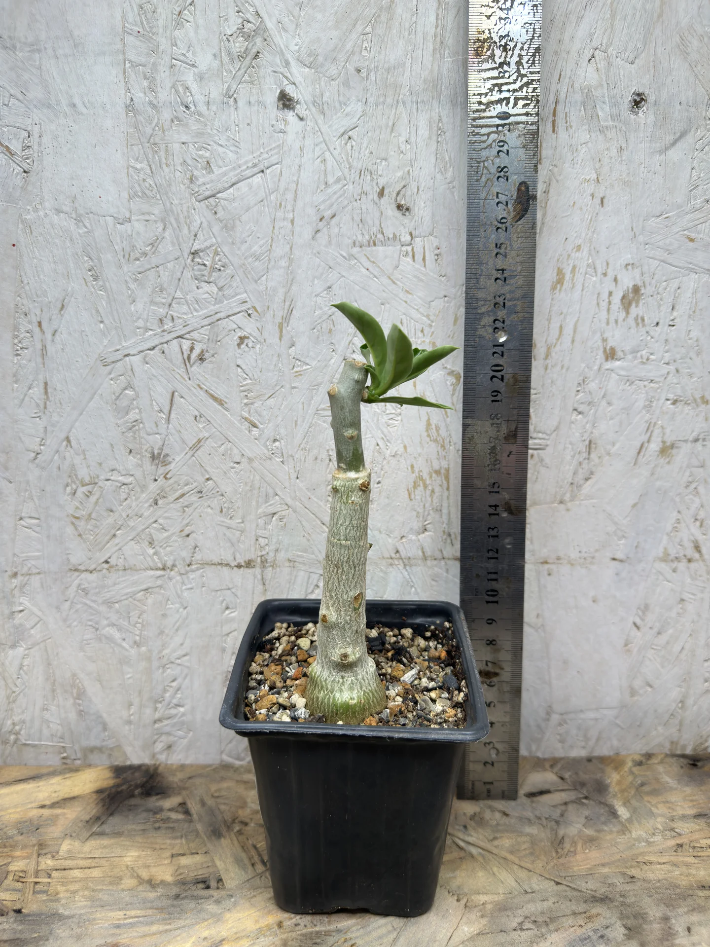 Сортовые прививки Adenium White Dolphin - миниатюра 5