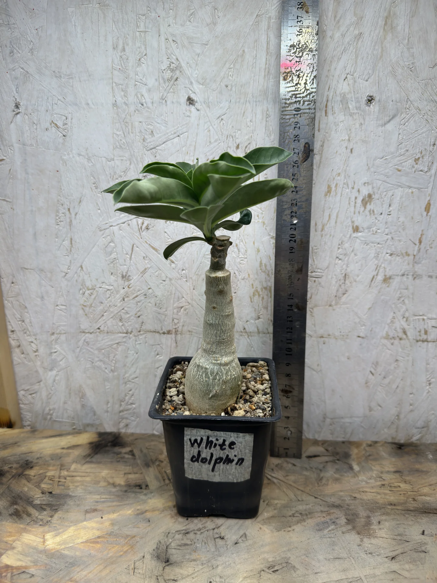Сортовые прививки Adenium White Dolphin - миниатюра 6