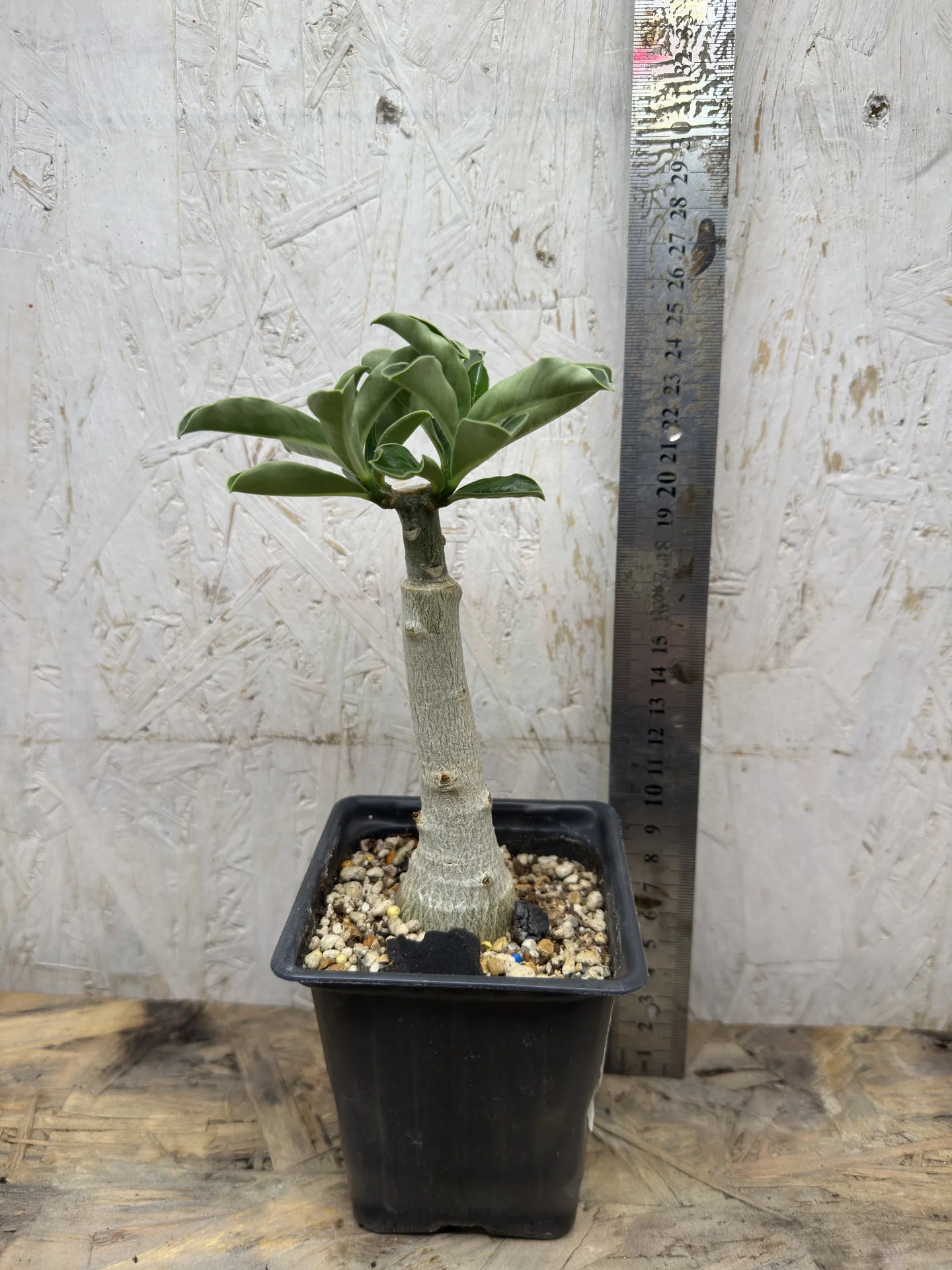 Сортовые прививки Adenium White Dolphin - миниатюра 7