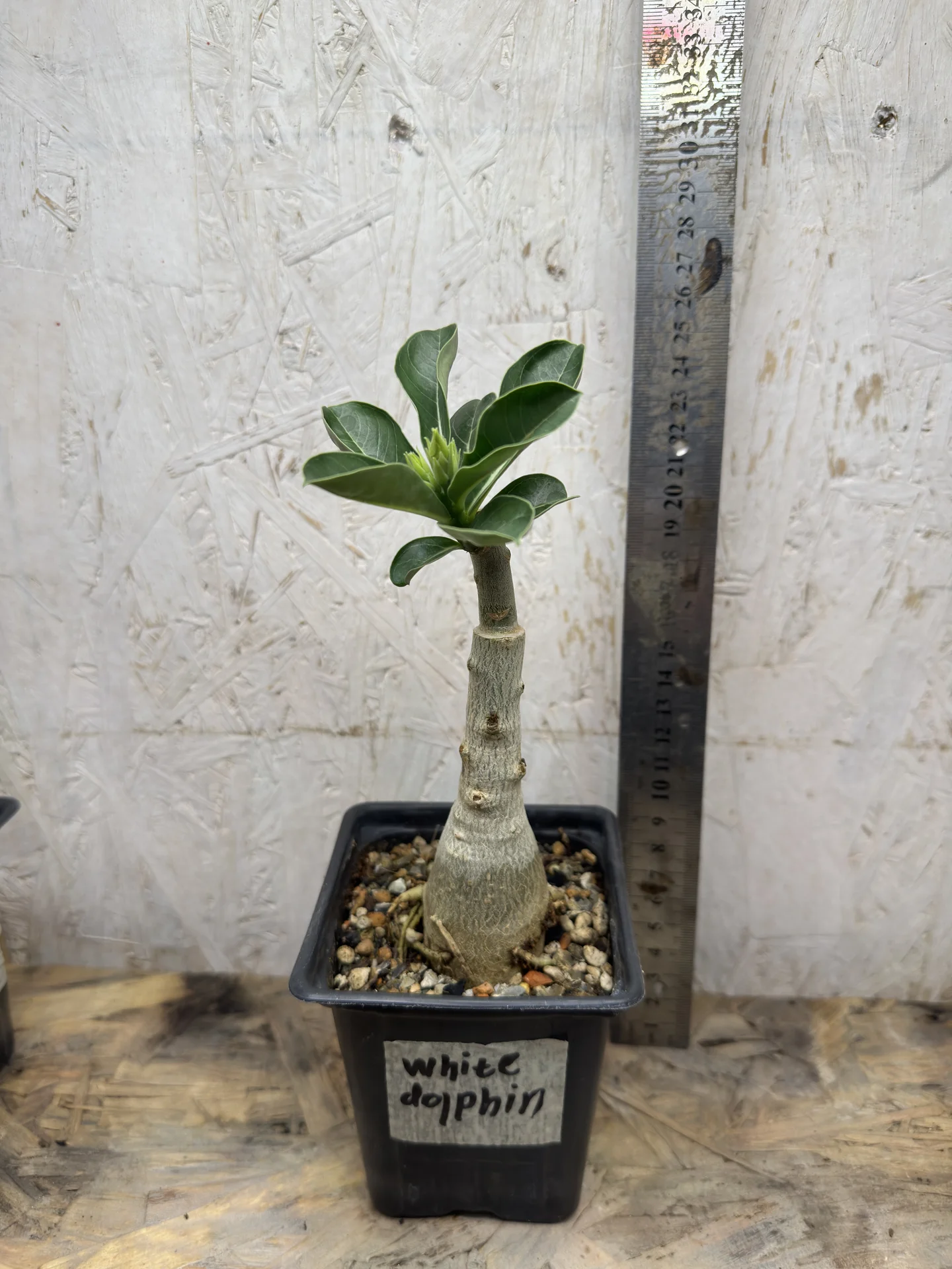 Сортовые прививки Adenium White Dolphin - миниатюра 8