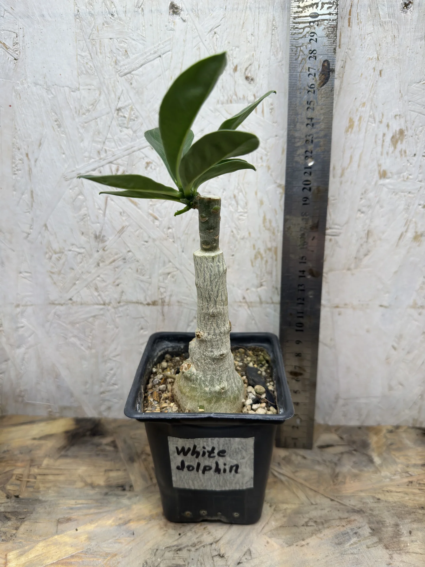 Сортовые прививки Adenium White Dolphin - миниатюра 9