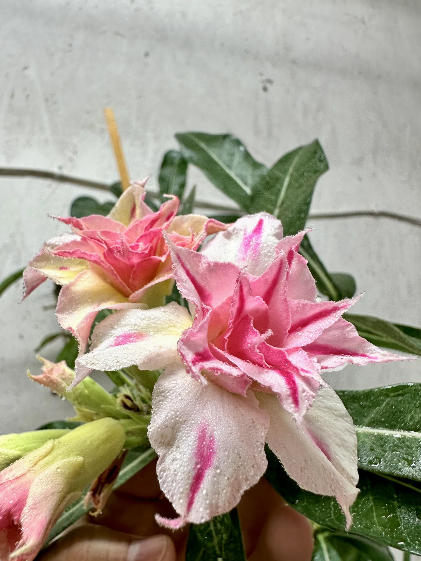 Сортовые прививки Adenium Meng Qian - изображение 1