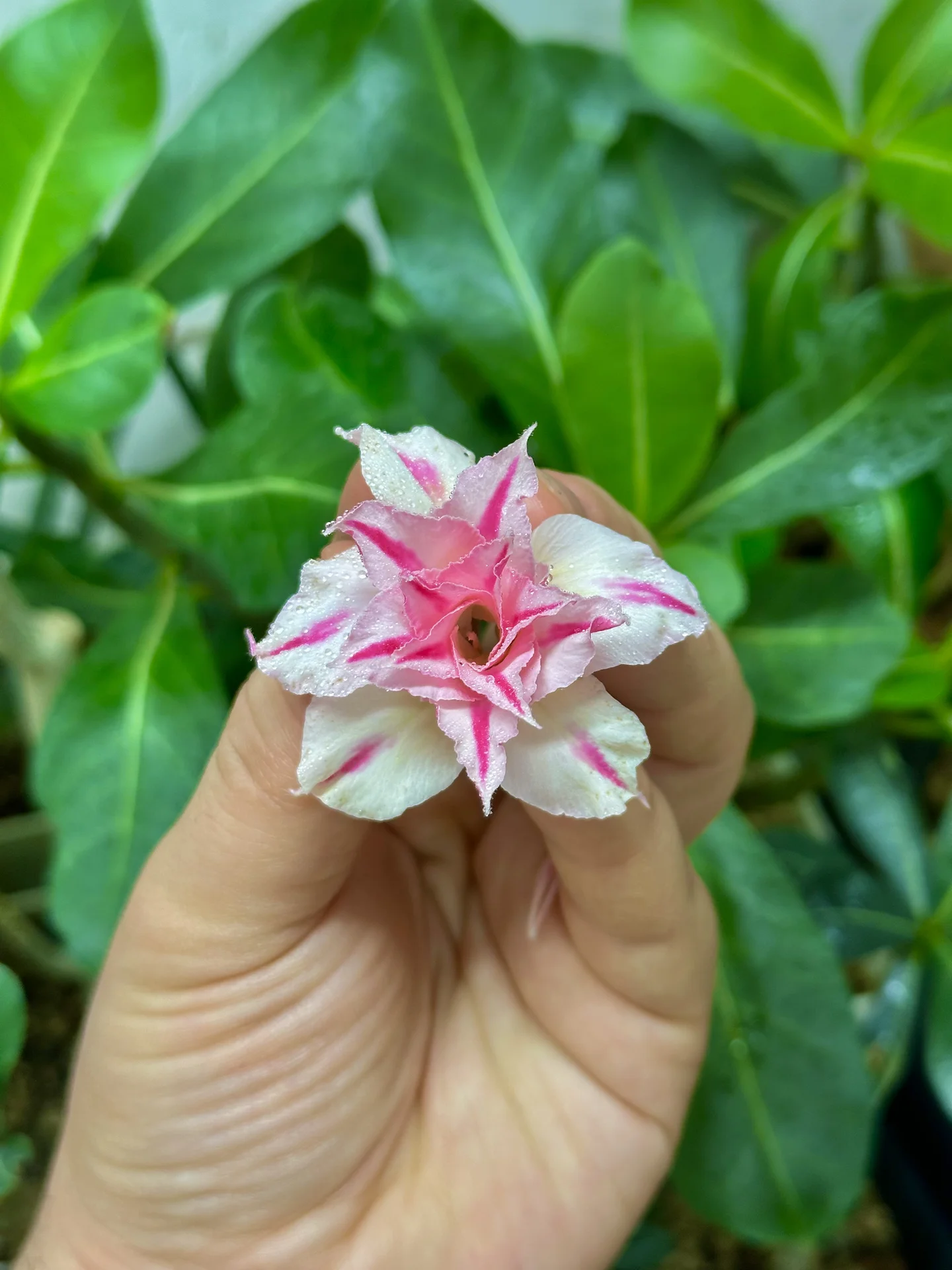 Сортовые прививки Adenium Meng Qian - миниатюра 2