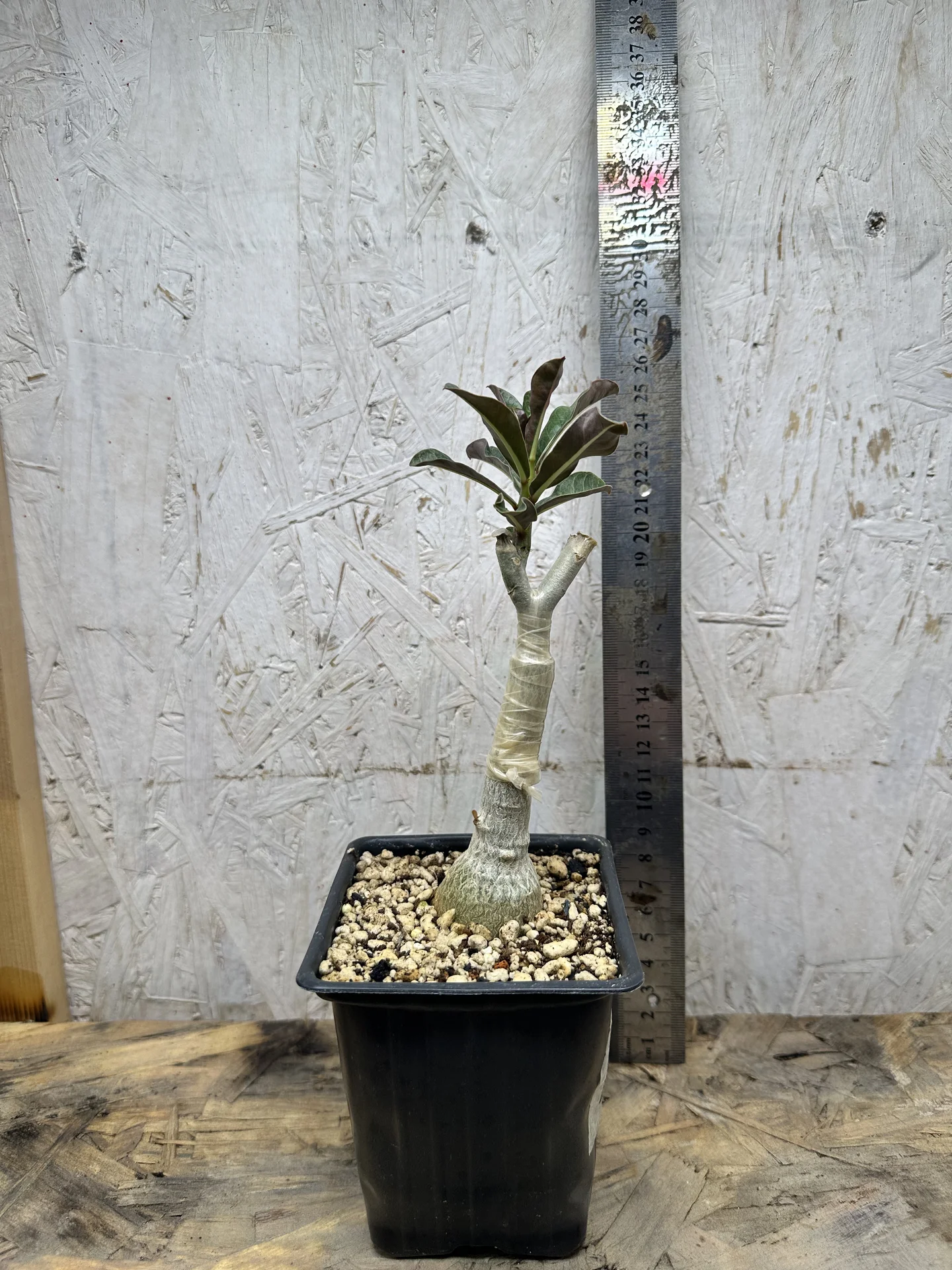 Сортовые прививки Adenium Meng Qian - миниатюра 4