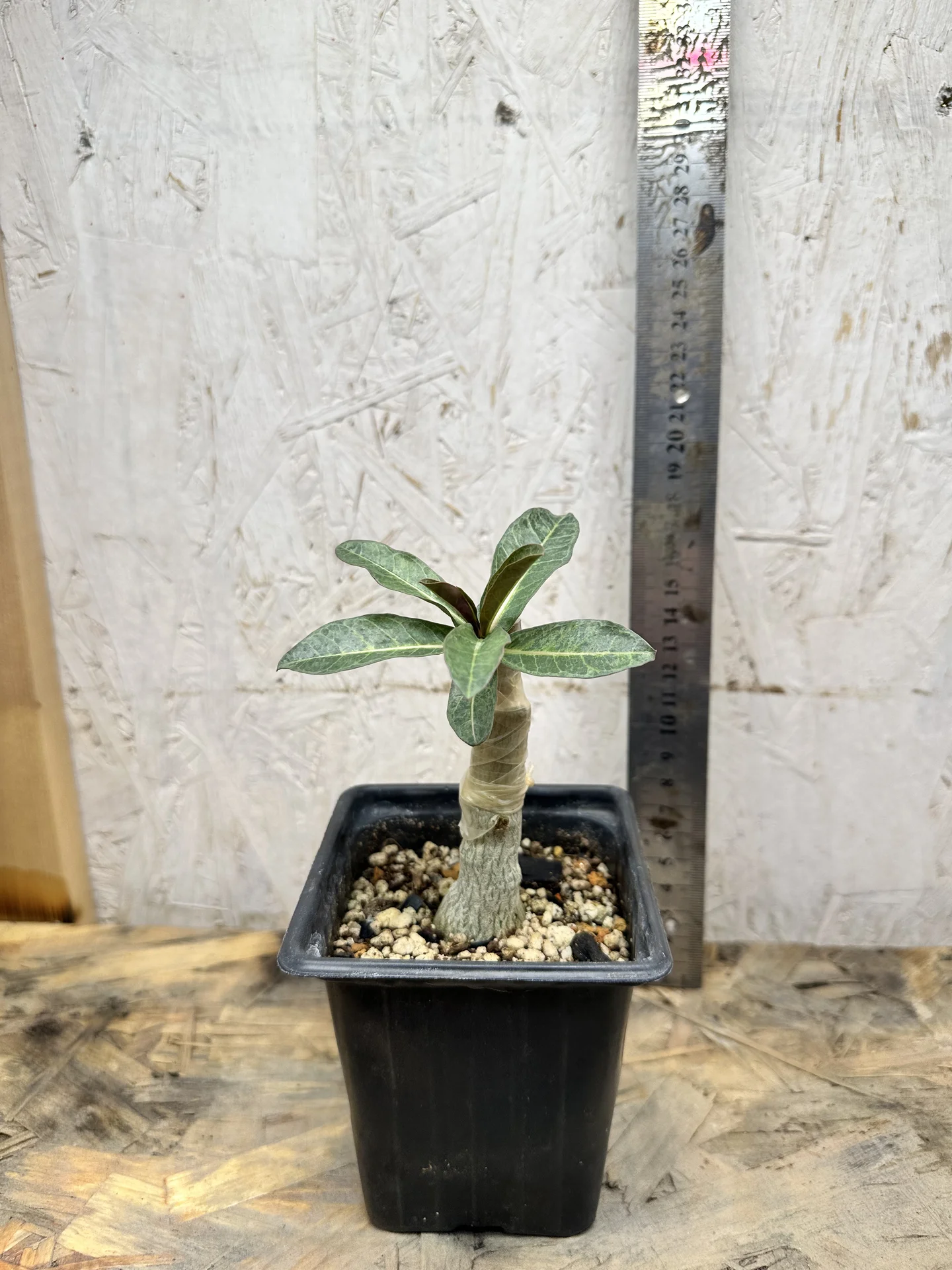 Сортовые прививки Adenium Meng Qian - миниатюра 5