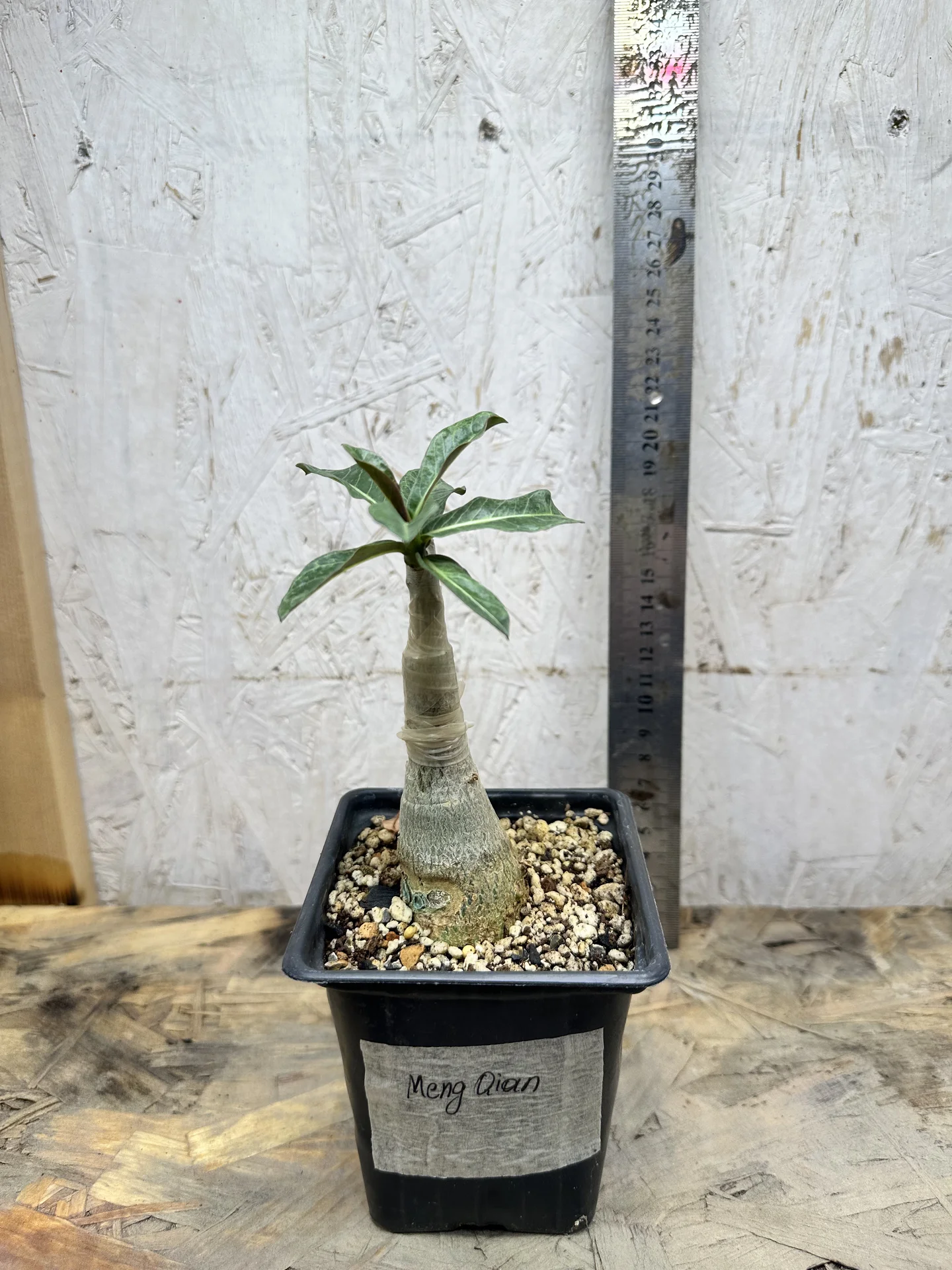 Сортовые прививки Adenium Meng Qian - миниатюра 6