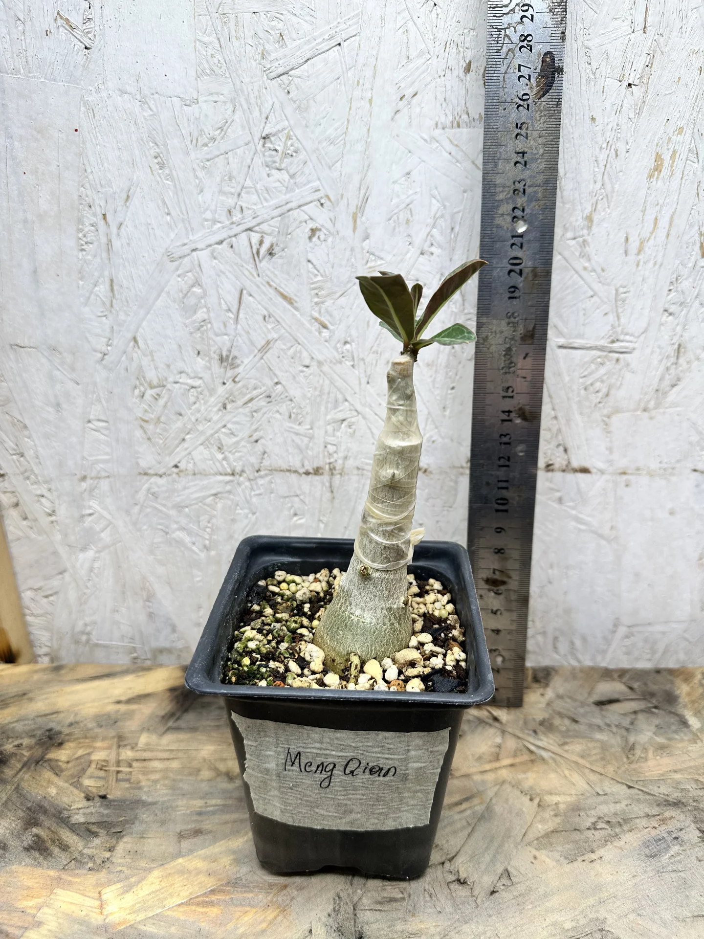 Сортовые прививки Adenium Meng Qian - миниатюра 7