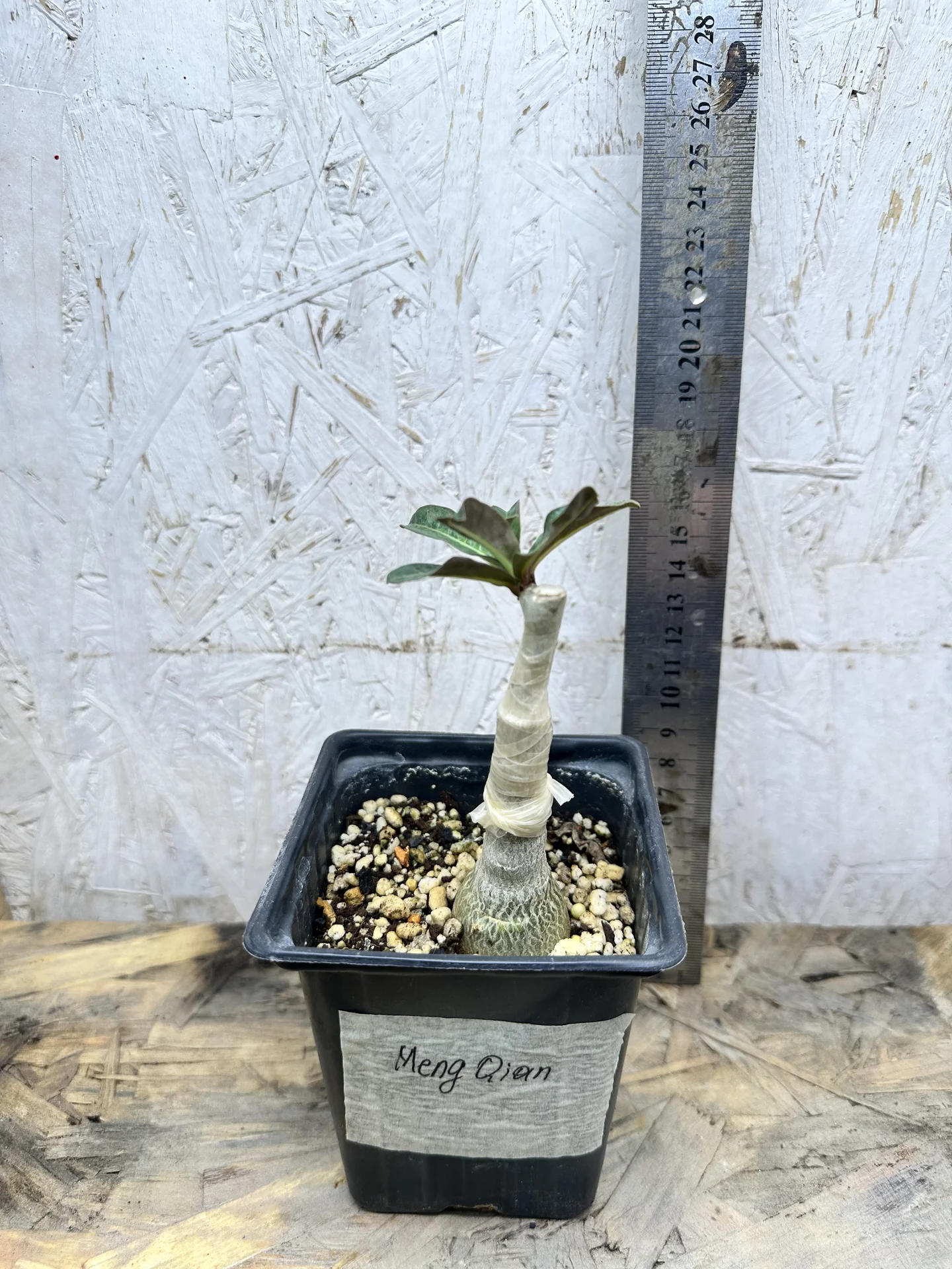 Сортовые прививки Adenium Meng Qian - миниатюра 8