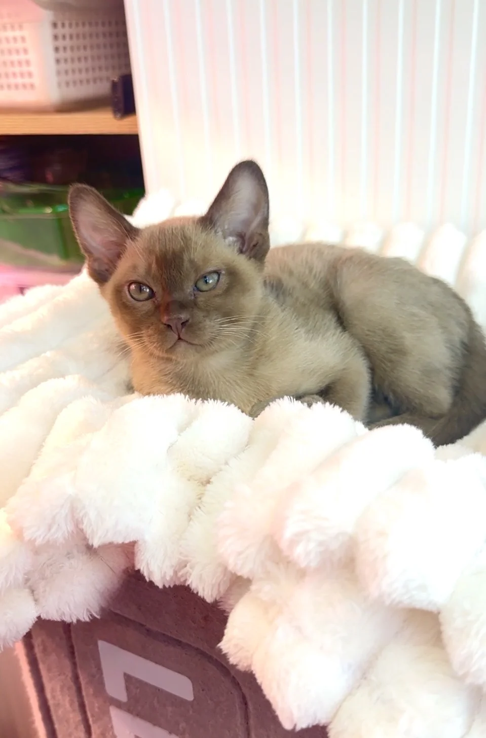 Бурманский котик 2 мес - миниатюра 2