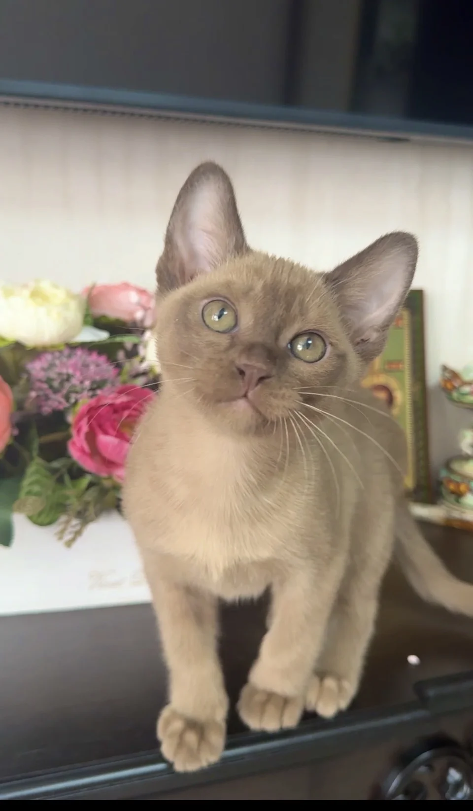 Бурманский котик 2 мес - миниатюра 3