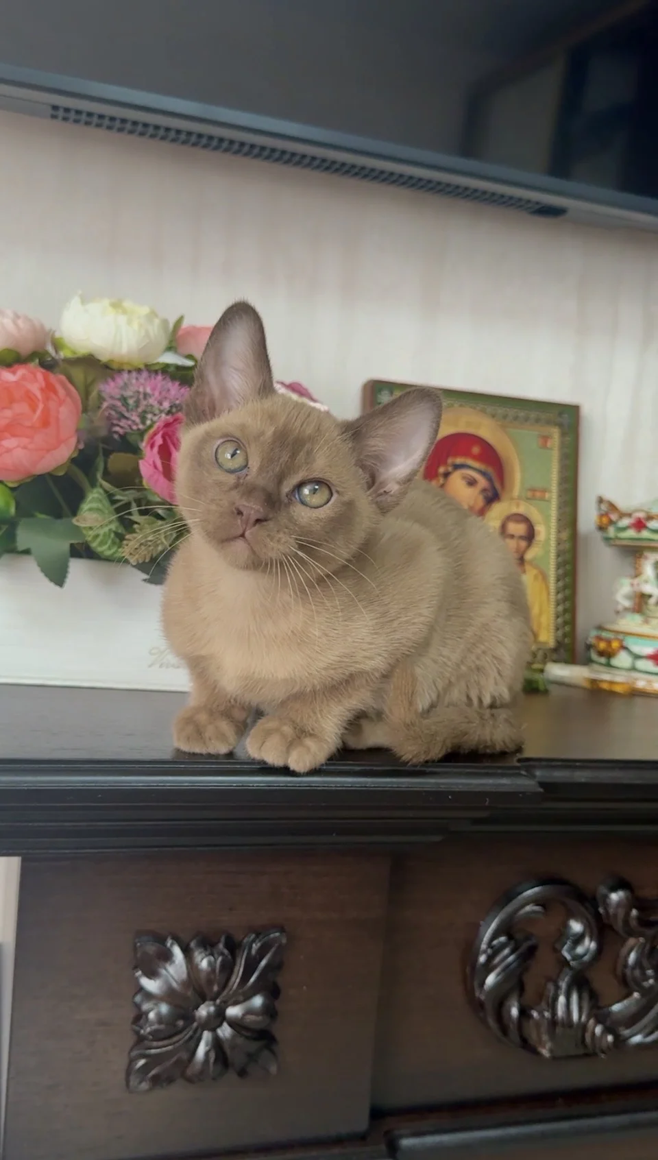 Бурманский котик 2 мес - миниатюра 4