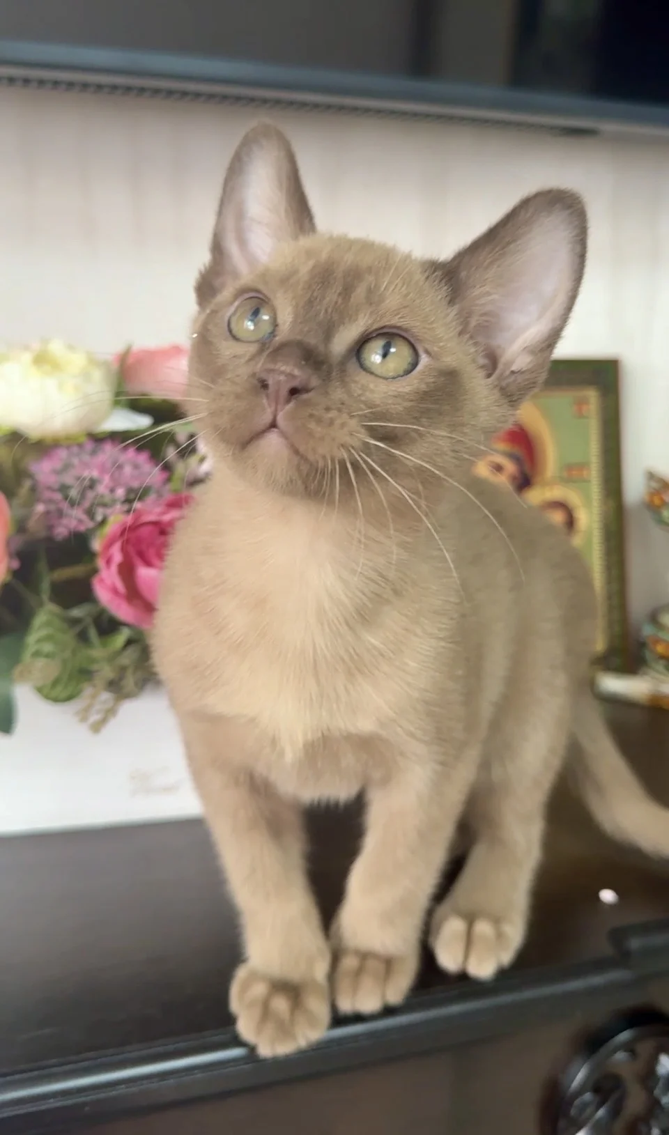 Бурманский котик 2 мес - миниатюра 5