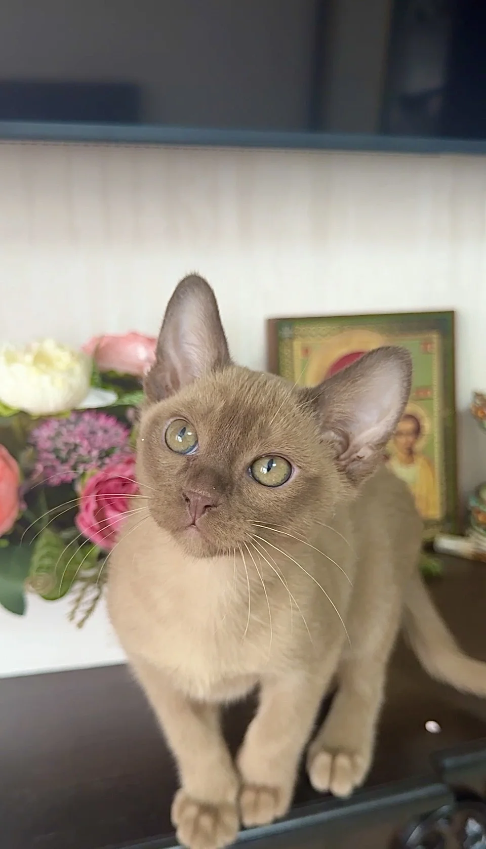 Бурманский котик 2 мес - миниатюра 6
