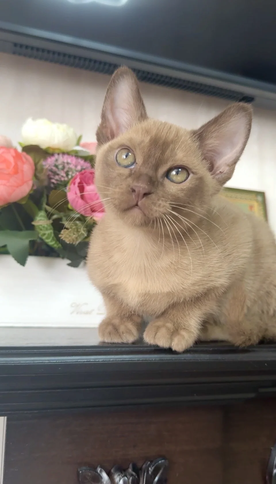 Бурманский котик 2 мес - миниатюра 7