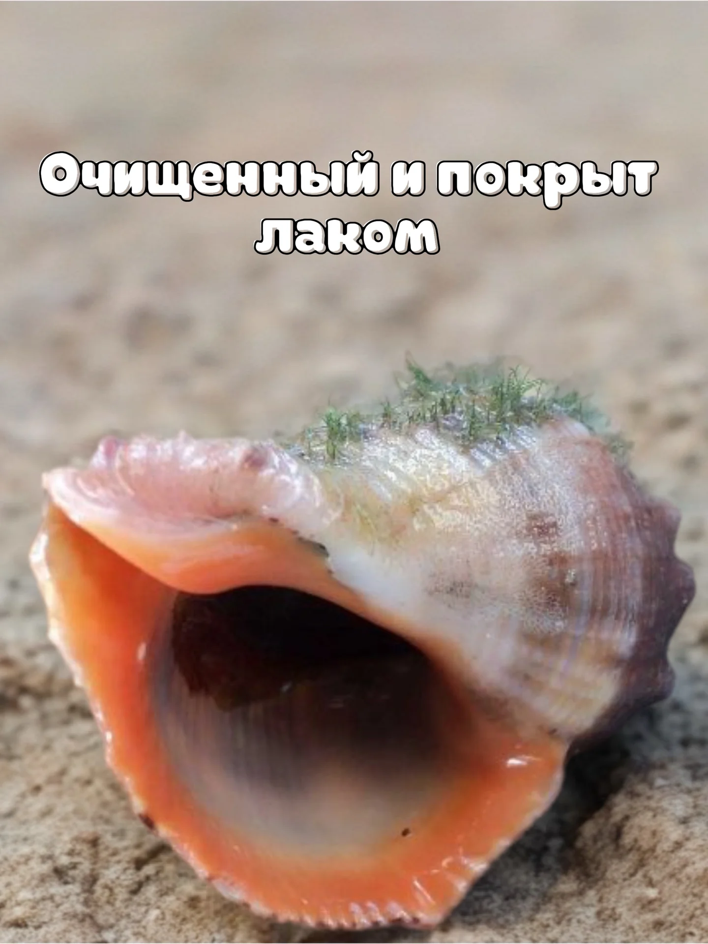 Рапан черноморский 1 штука - изображение 1