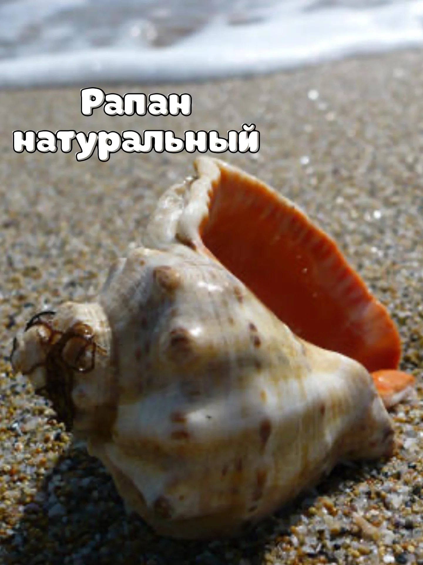 Рапан черноморский 1 штука - миниатюра 2