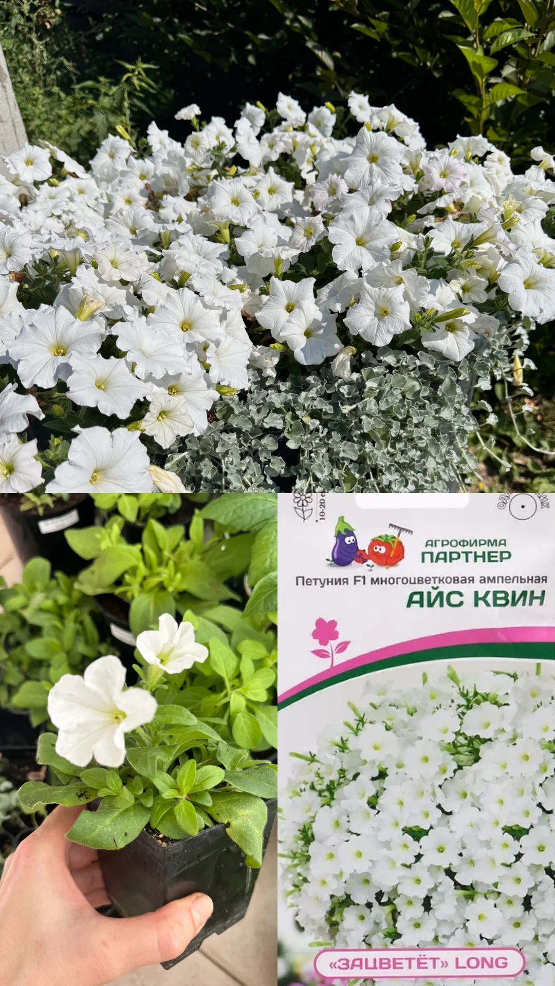 Рассада петунии - миниатюра 3