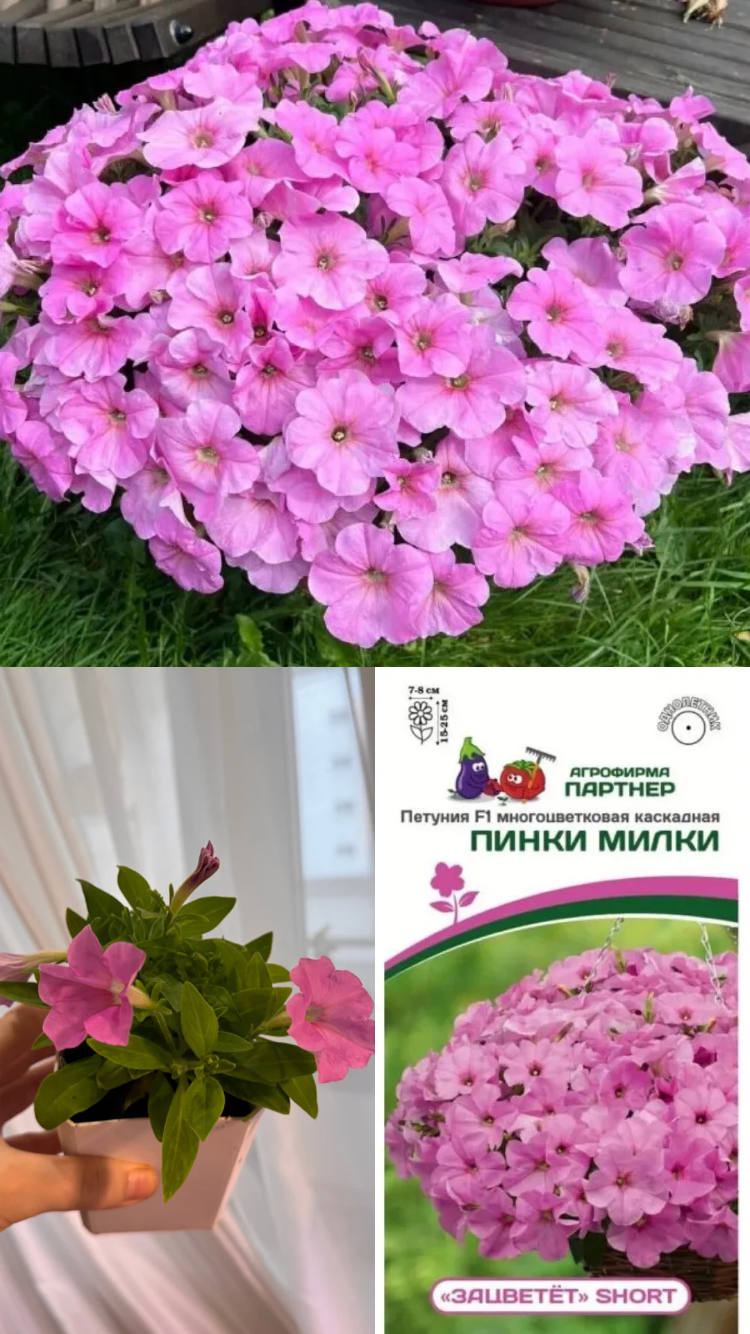 Рассада петунии - миниатюра 7