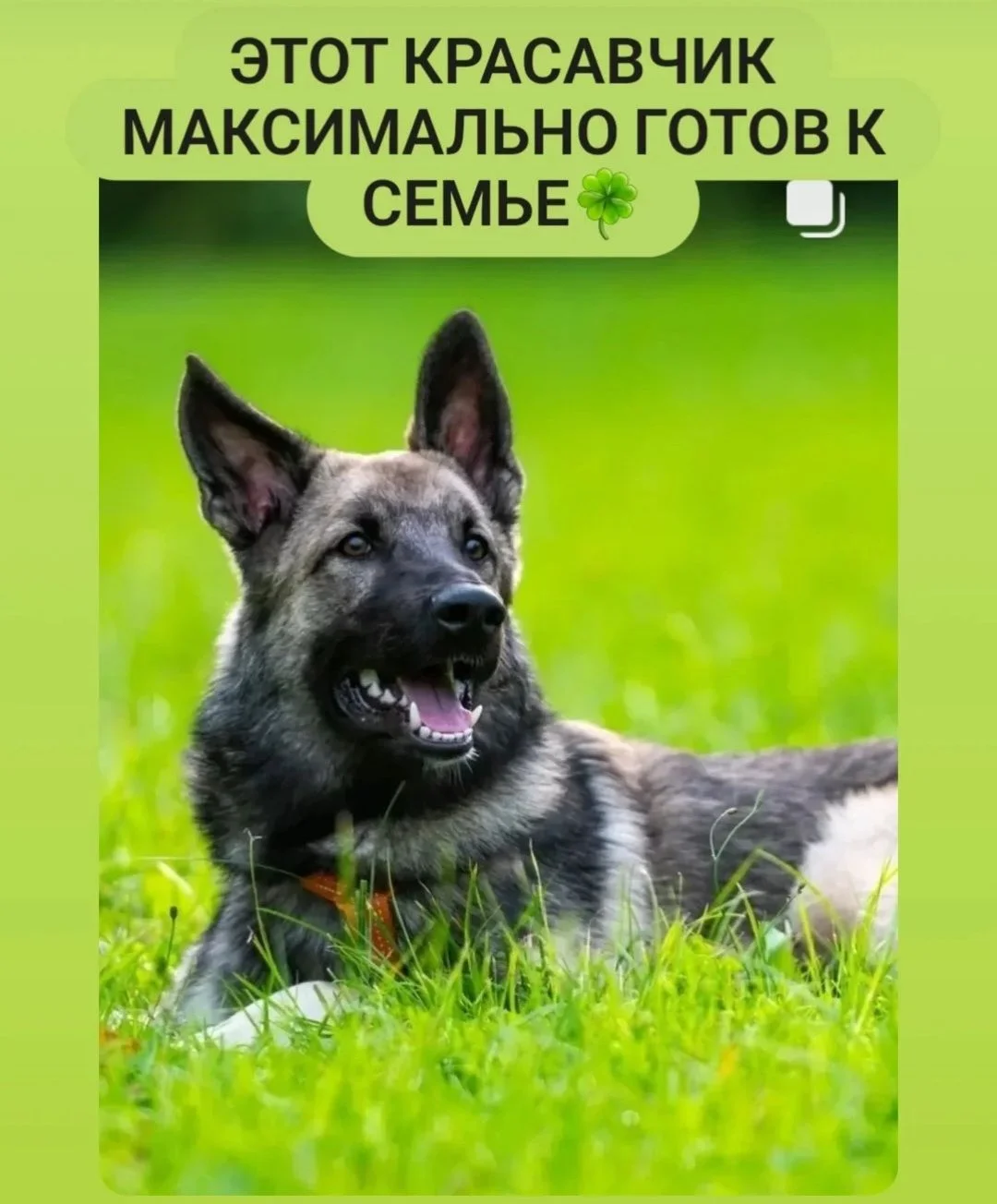 Бостон молодой кабель Бельгийской овчарки - изображение 1