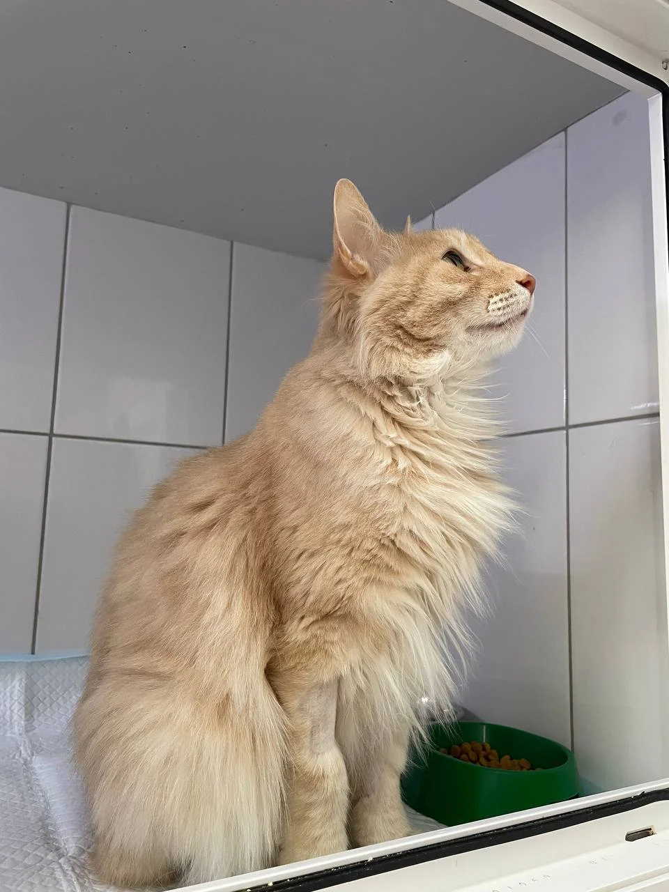 Стационар для кошек и собак в Ижевске - миниатюра 3