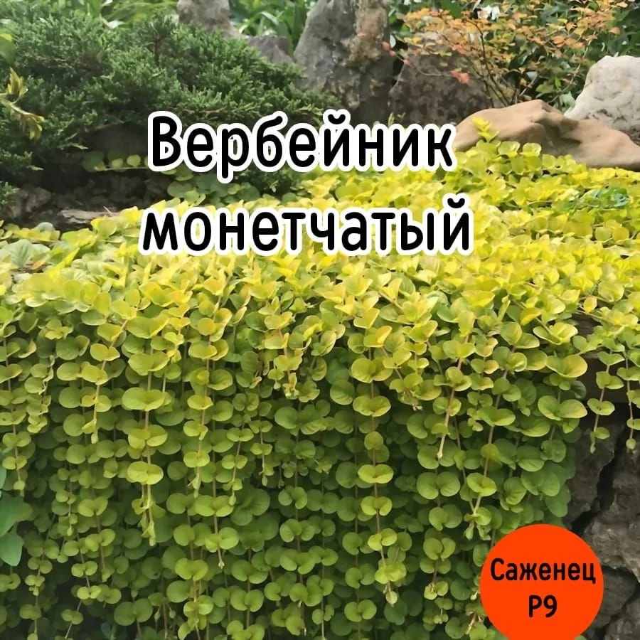 Петуния ТАЙДАЛ и Вербейник монетчатый - миниатюра 3