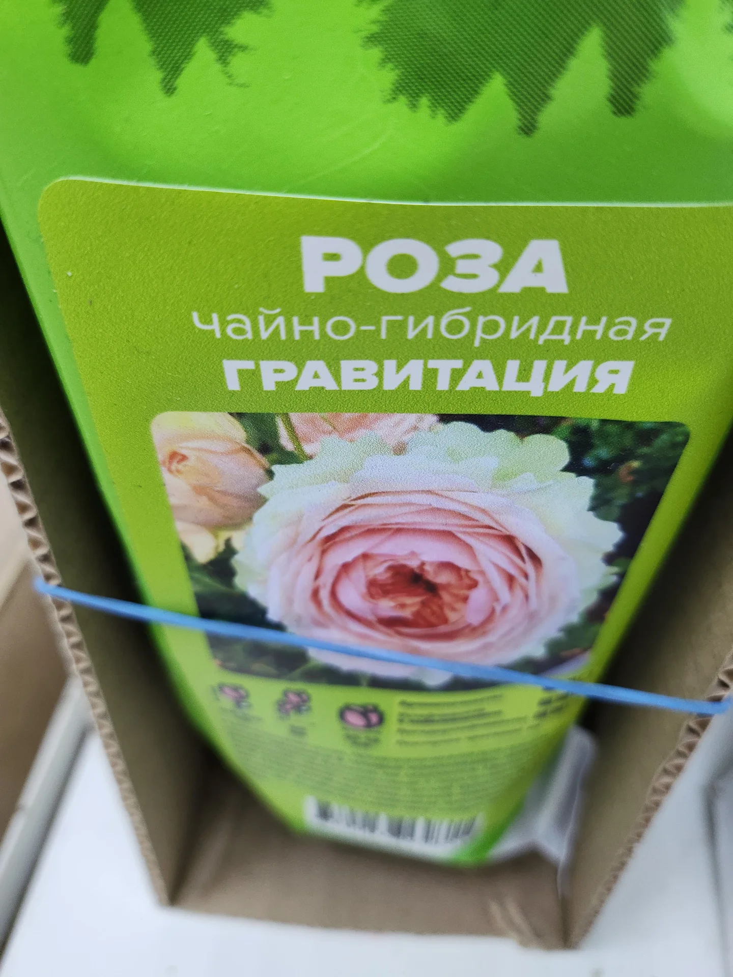 Розы Сибири!!! - миниатюра 3