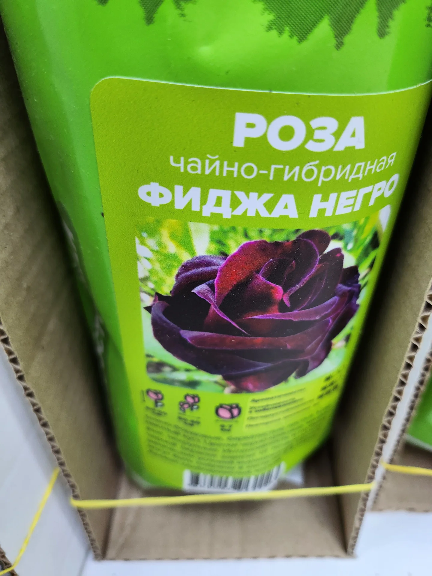 Розы Сибири!!! - миниатюра 5