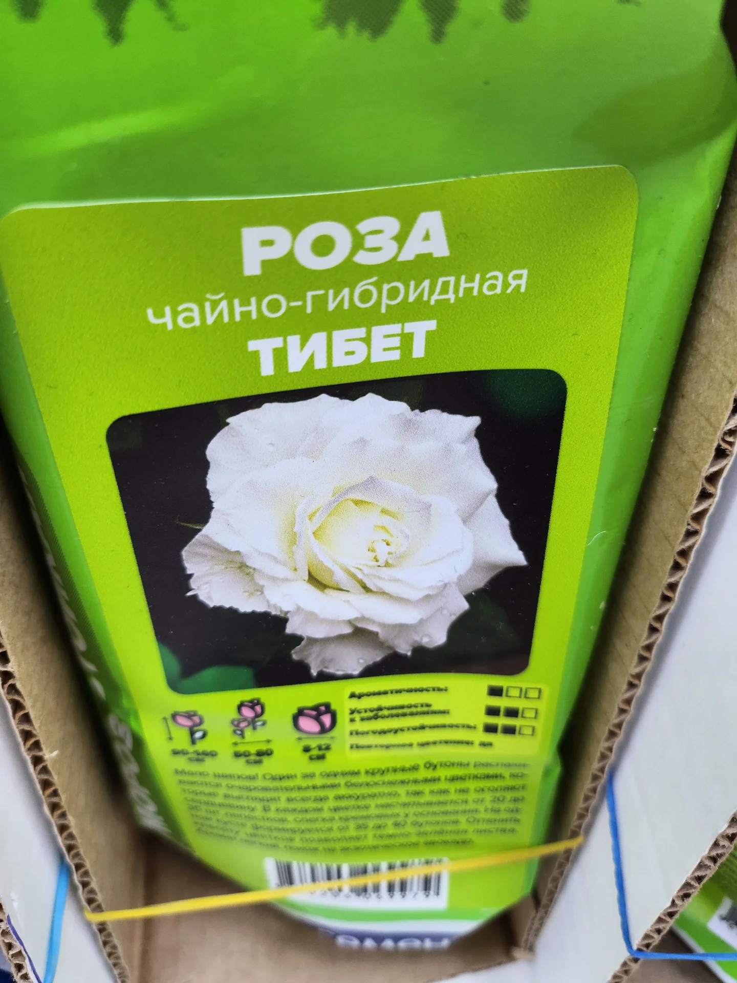 Розы Сибири!!! - миниатюра 6