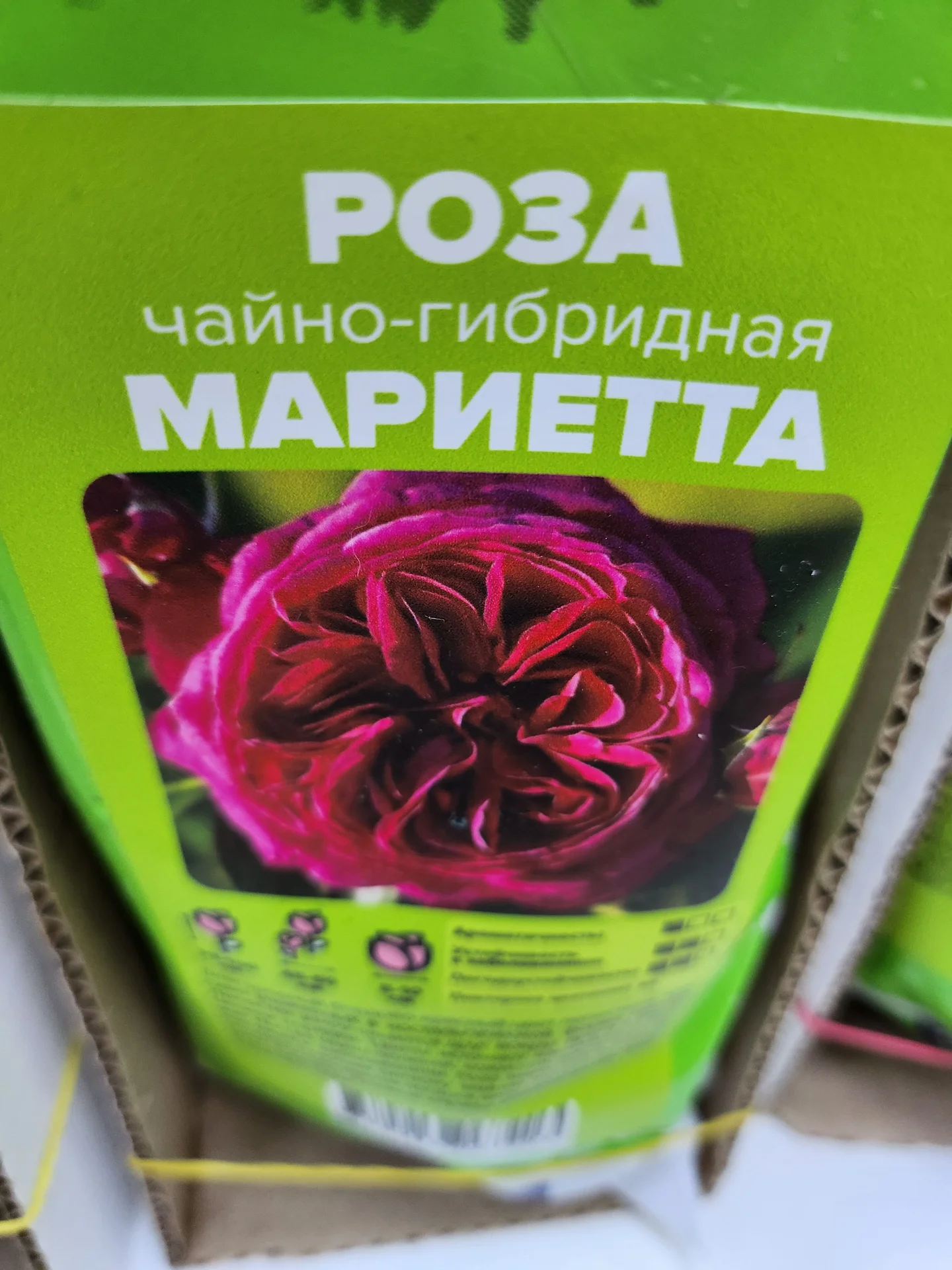 Розы Сибири!!! - миниатюра 8