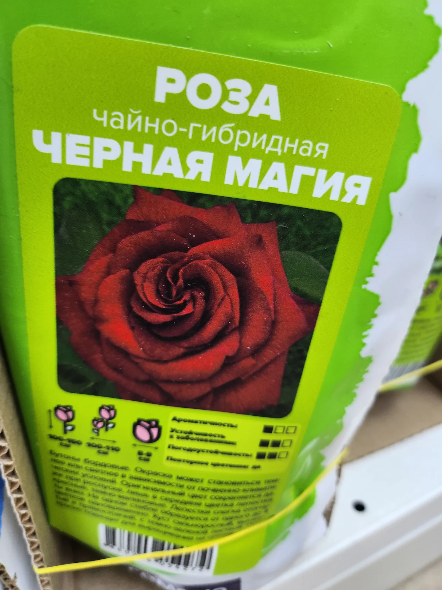 Розы Сибири!!! - миниатюра 9