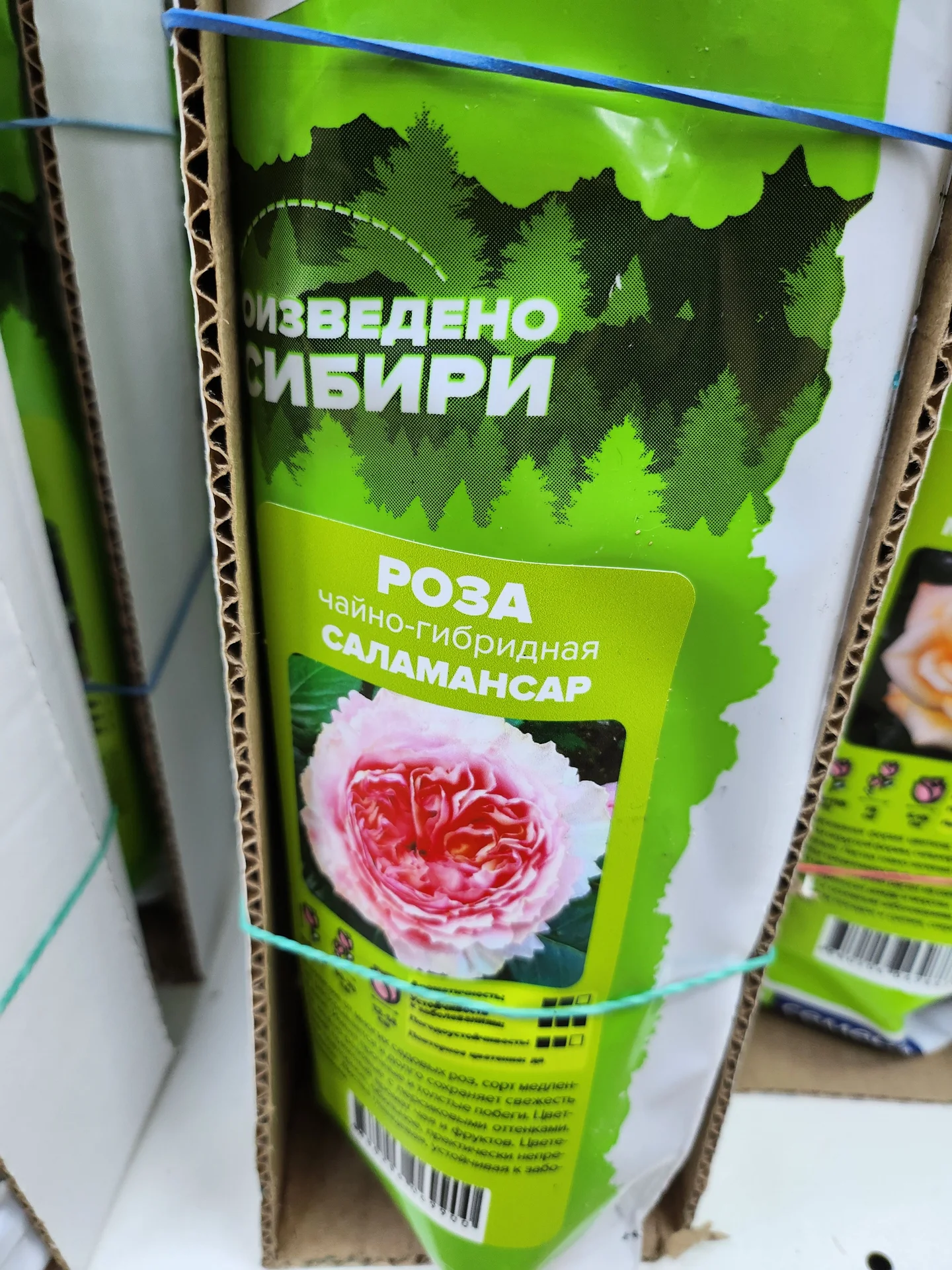 Розы Сибири!!! - миниатюра 11